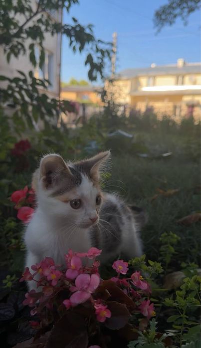 Віддам у добрі руки