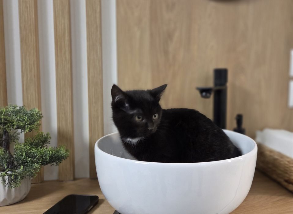 Trzej kawalerowie do adopcji