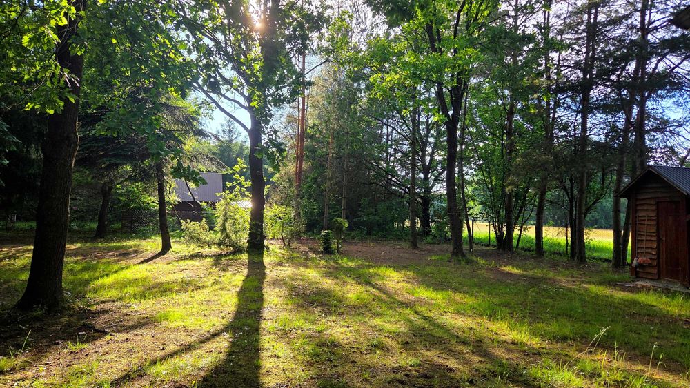 [rezerwacja]Urokliwa zadrzewiona działka Grabniak Rotcze - Widok 5