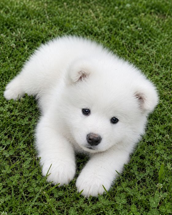 Samoyed szczeniak