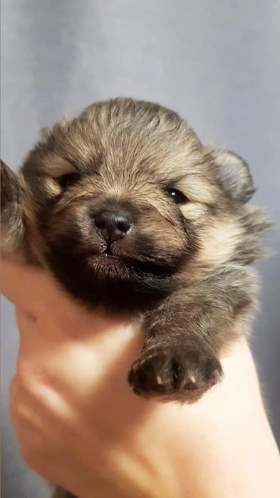 Шпіц шукає наречену, розв'язаний, гарне потомство