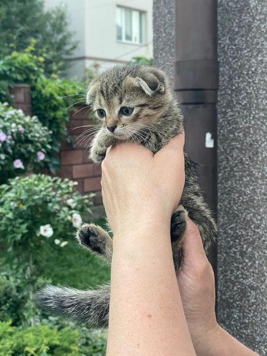 Котенята британські