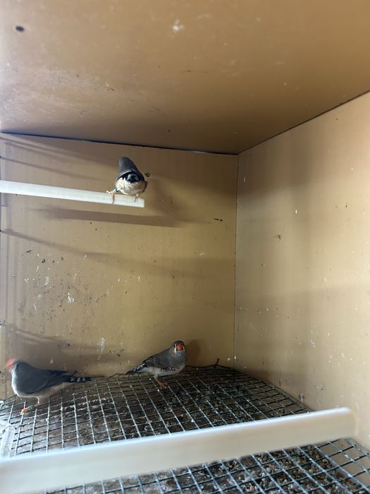 Diamante mandarim para venda