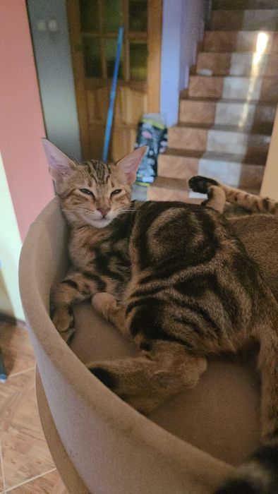 SAVABI - Nowa Rasa kocurek