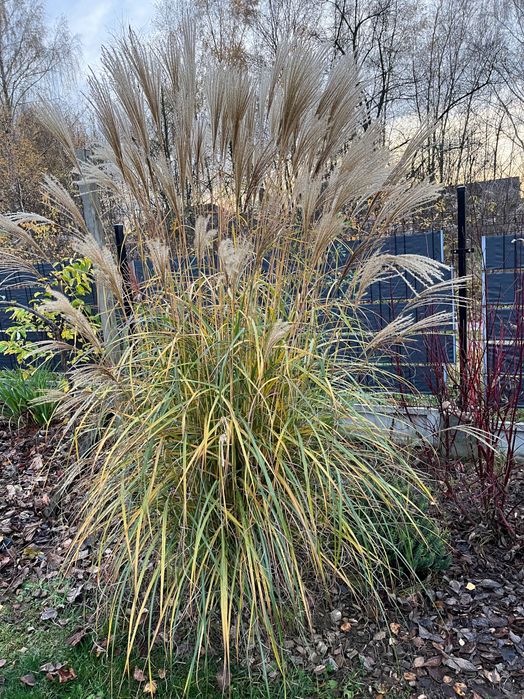 5 sztuk miskanta chinskiego