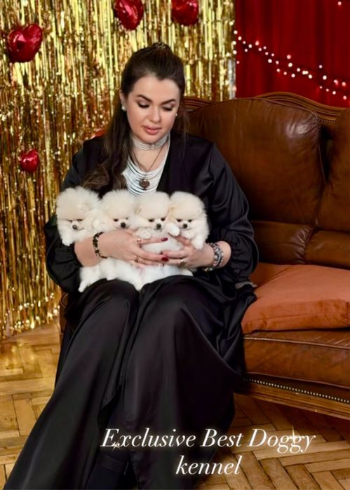 Породні чистокровні з документами VIP цуценята померанські шпіци.