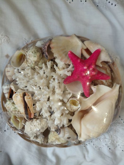 Ракушки для аквариума