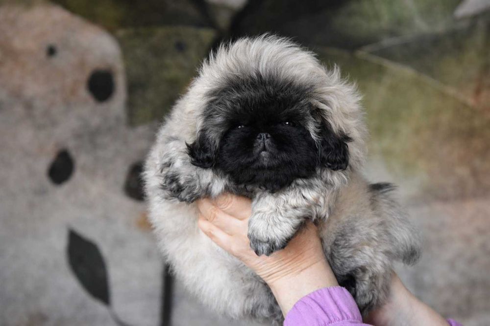 Pekińczyk ZKwP / FCI prawdziwy rodowód