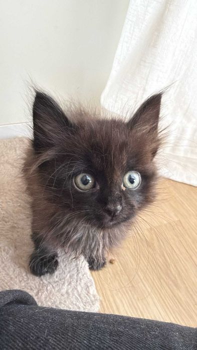 Gato bebé macho para adoção responsável