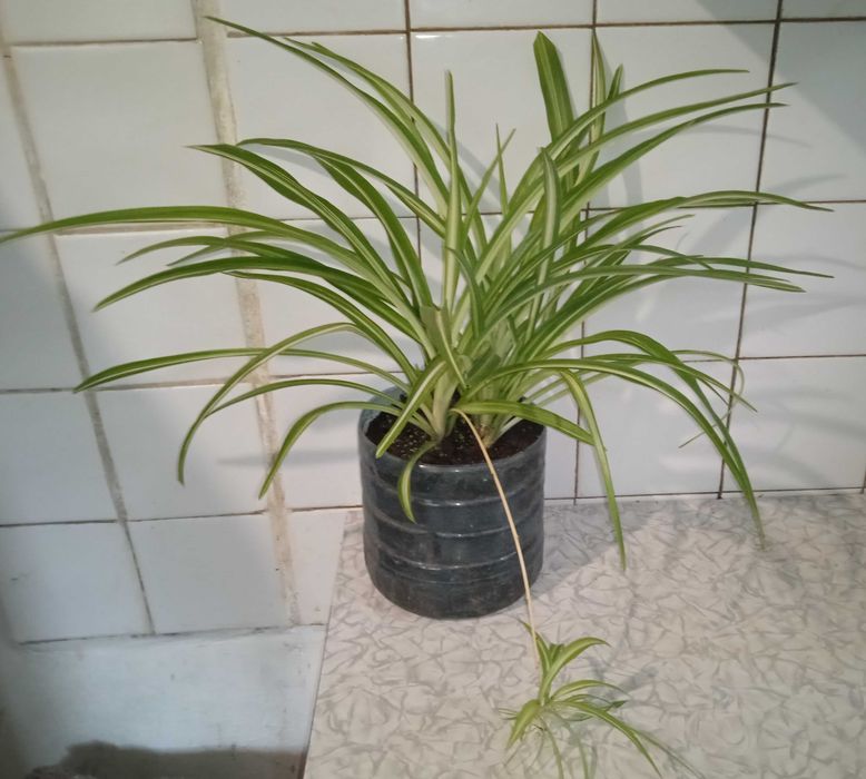 Хлорофитум хохлатый двухцветный зеленый