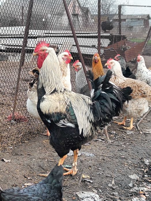 Інкубаційні яйця курей породи Юрловська голосиста / Юрловская