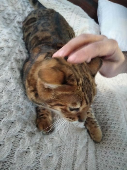 Бенгальская кошка