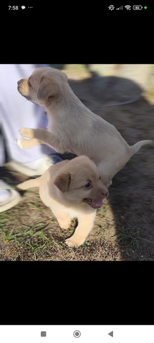 Oddam w dobre ręce 2 suczki