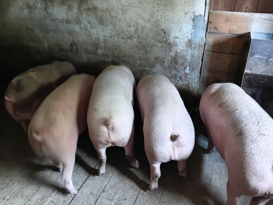 Продам свиней...