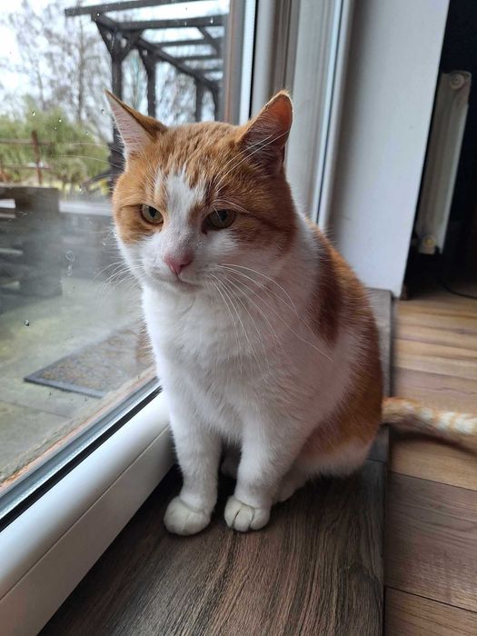 Rudek szuka rodziny!