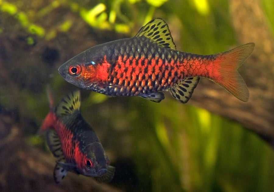 MISIEKZOO Brzanki - Brzanka odeska