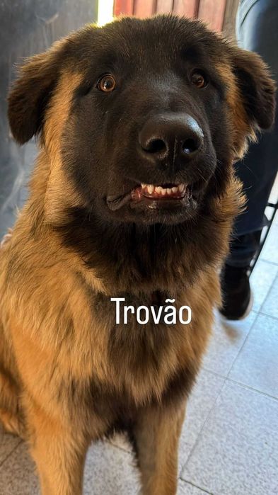 Cão para adopção