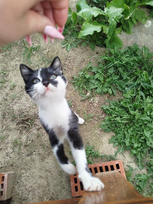 Віддам кошенят у добрі руки