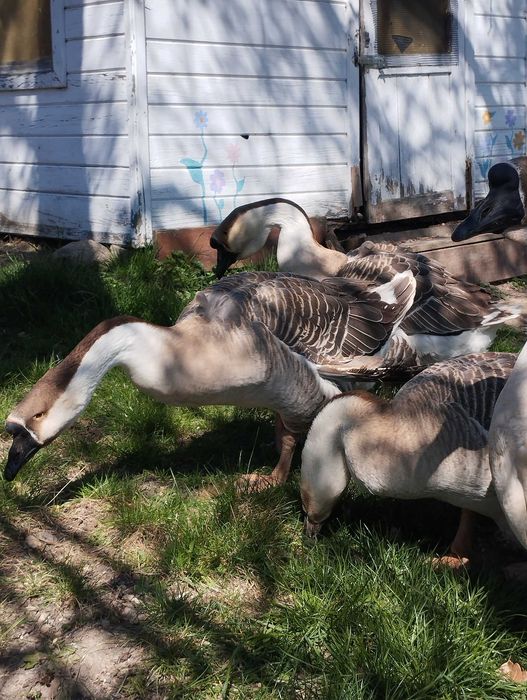 Jaja gęsi kubańskich