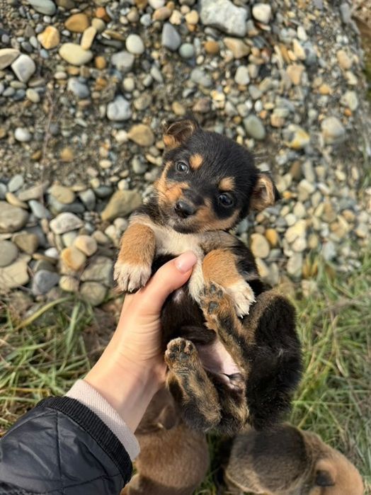 Цуценята класні ,маленькі