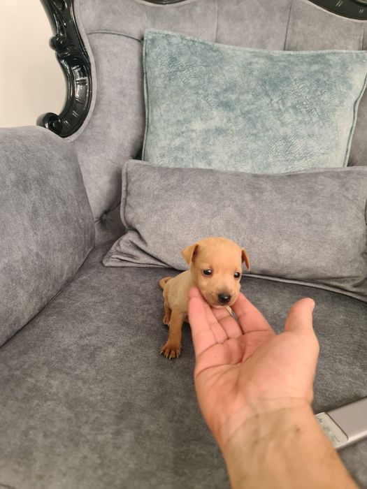 Pinscher miniatura