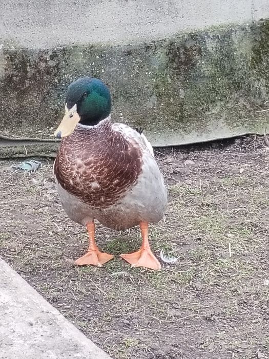 Kaczory, koguty młode