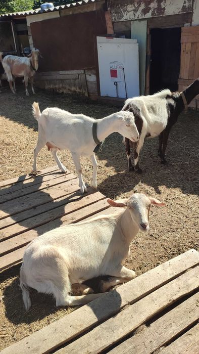 Продам козла зоанеінського