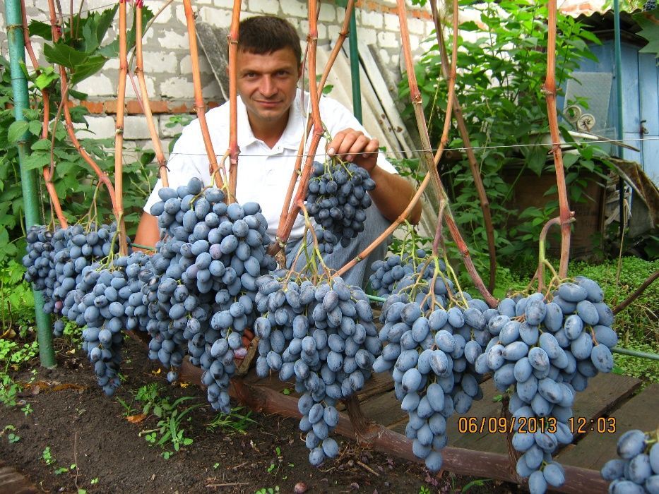 Саженцы винограда столовых,кишмишных и технических сортов