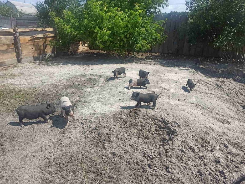 Продаємо в'єтнамських поросят