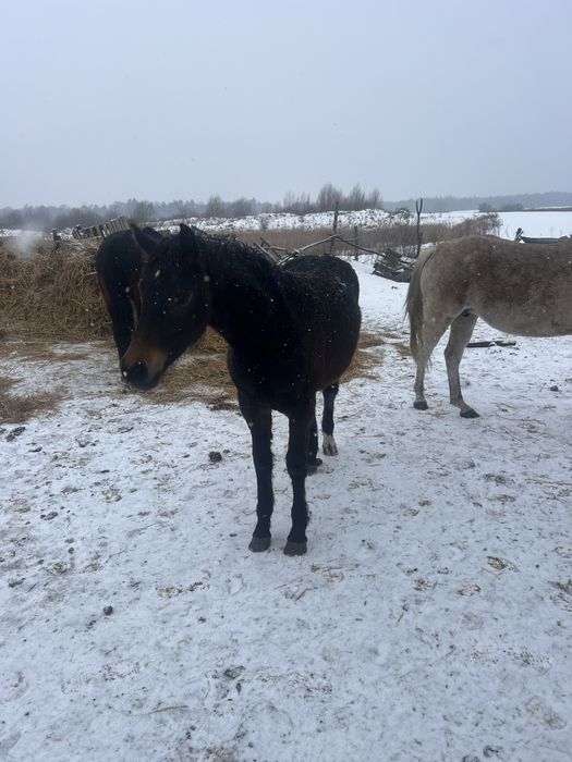 Продаються лошата