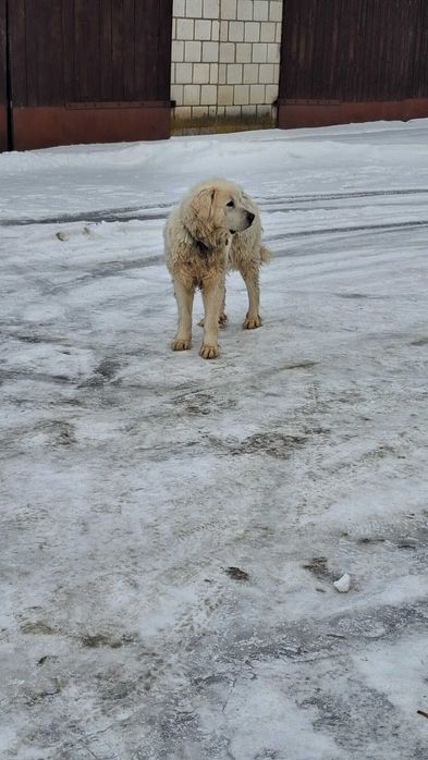 Owczarek Podhalański suczka