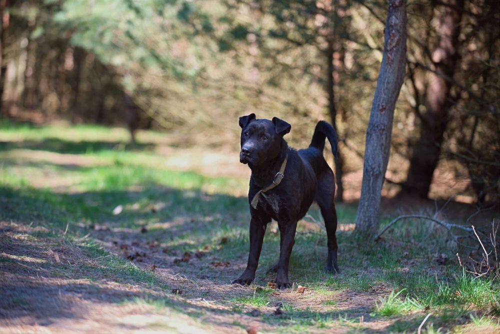 Musi Pysio z fioletowym językiem, 4 letni, aktywny adopcja za darmo oddam