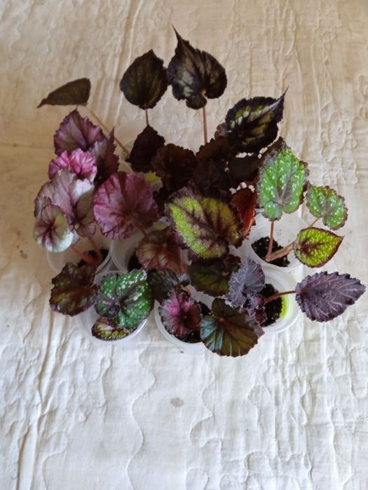 Листики и кустики! Сортовые Королевские Бегонии