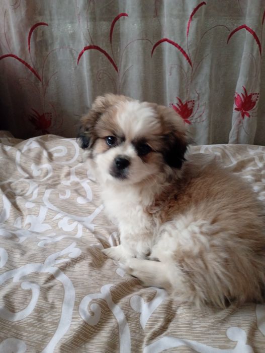 Продам хлопчика готовий до переїзду