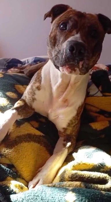 Adoção Responsável - American Staffordshire Terrier