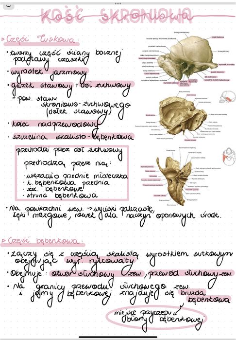 Własnorecznie robione notatki z anatomii