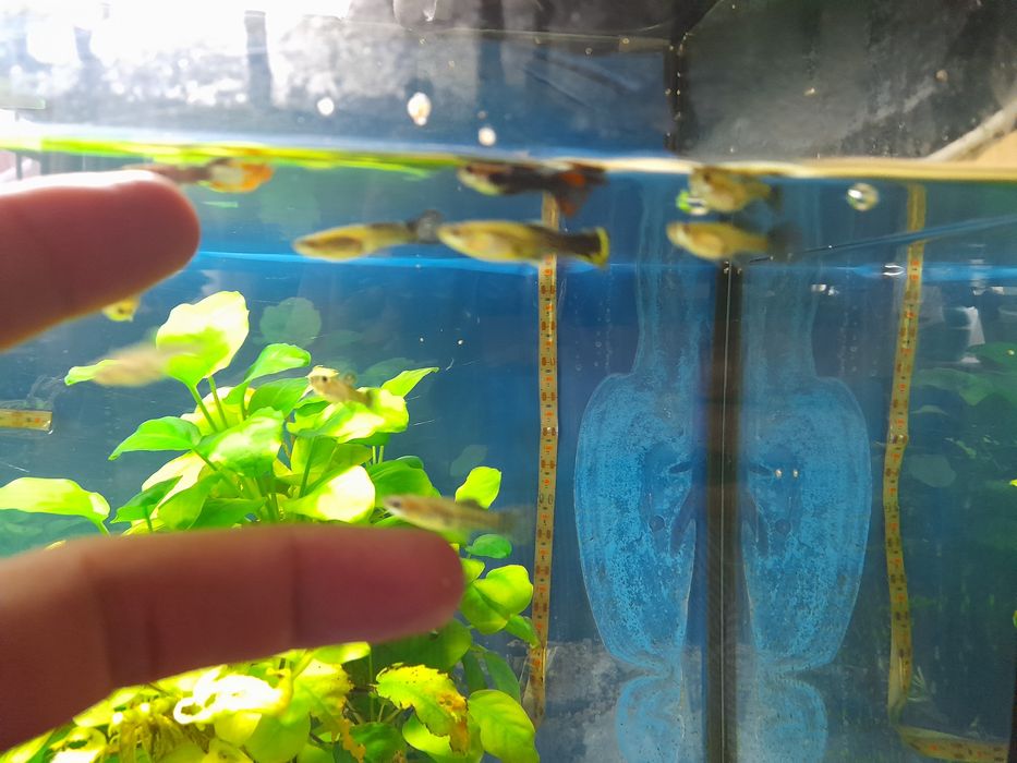 Guppys machos e femeas