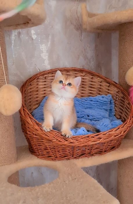 Золотая шиншилла Девочка и Мальчик