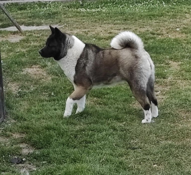 Akita Amerykanska