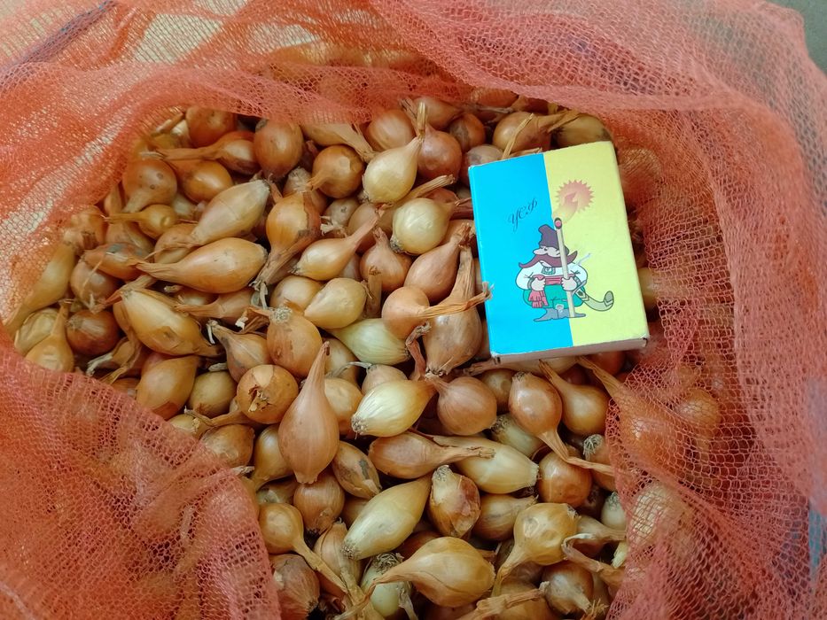 Продам лук (севок)