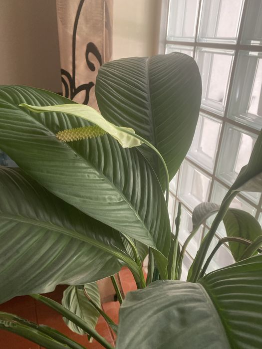 Lírio da paz envasada