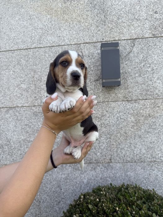 Beagle menino lindo