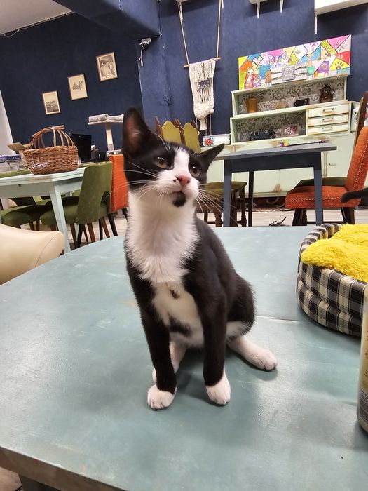 Kto pokochać Krówka ? adopcja Rybnik