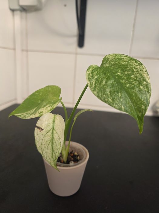 Monstera Mint variegata