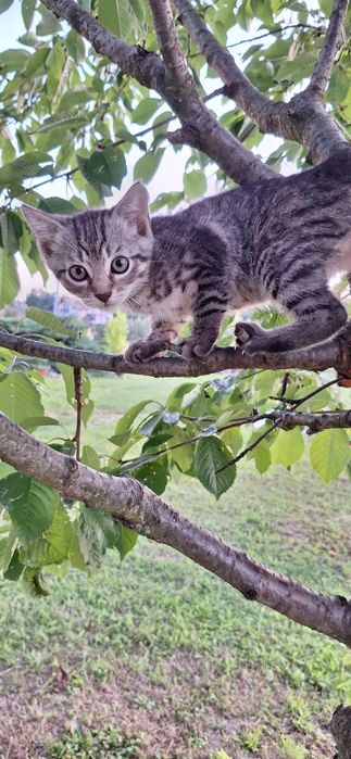 Oddam kotkę i kocura