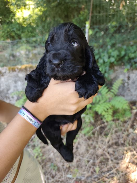 Menino Cocker fofinho