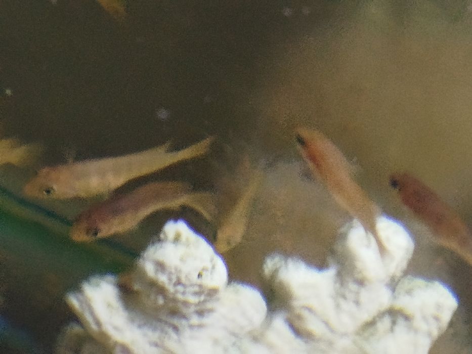 Crias de ciclídeos do lado maulay