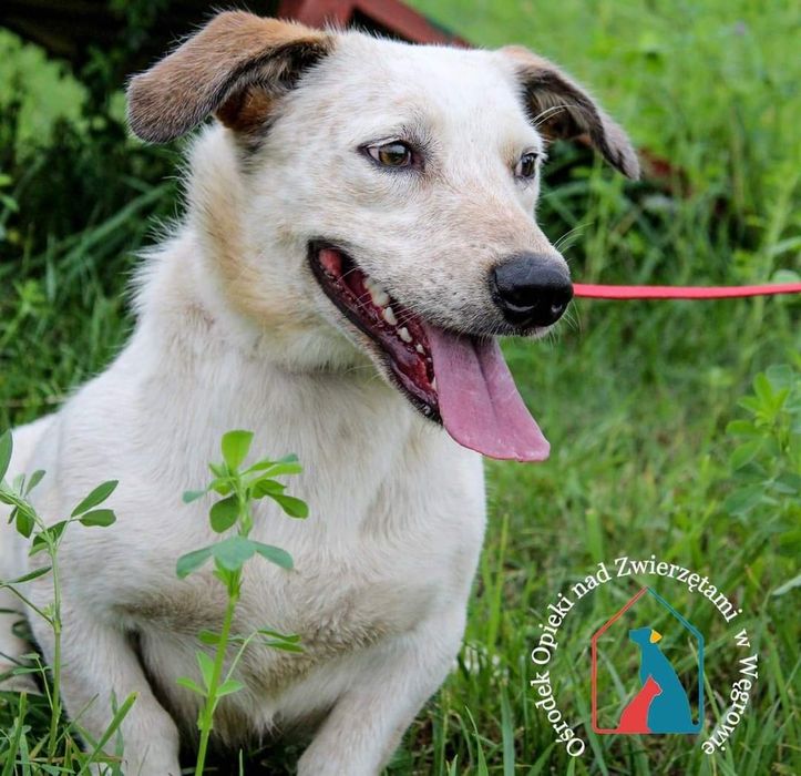 Brutek - psiak do pokochania