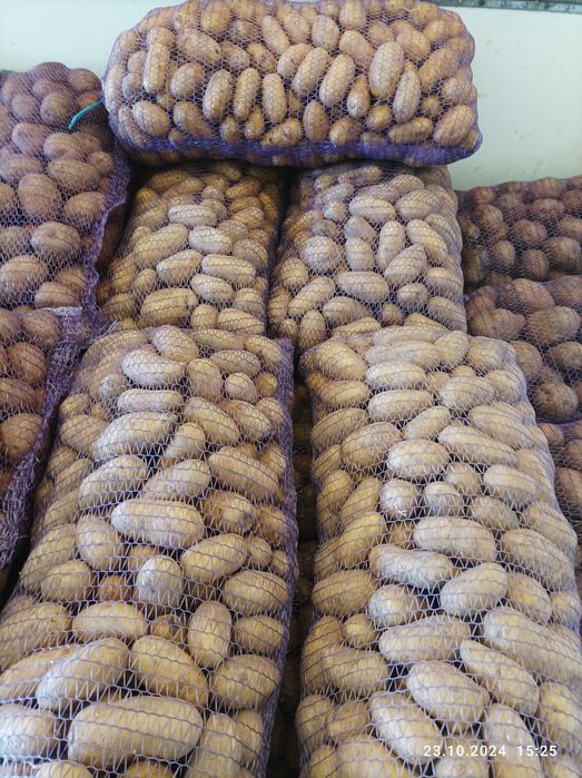 Продам картоплю  Ривєра,ультра раня Саншайн 40 денка,Коломбо, Белароса