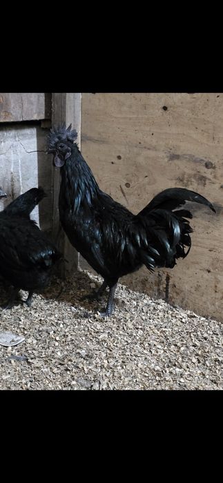 Ayam cemani jajka lęgowe